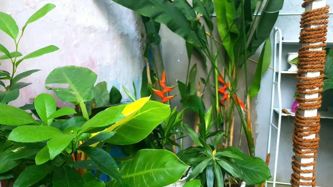 Seven Daddy Homestay Vung Tau Vietnam