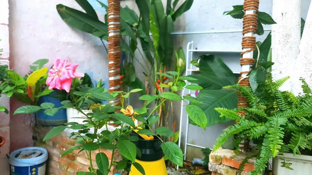 Seven Daddy Homestay Vung Tau 0*,  Vietnam