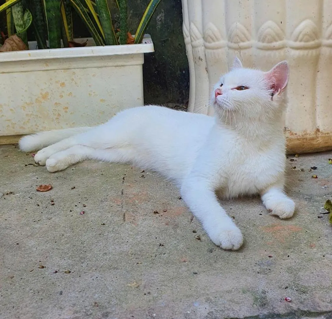 Seven Daddy Homestay Vung Tau Vietnam