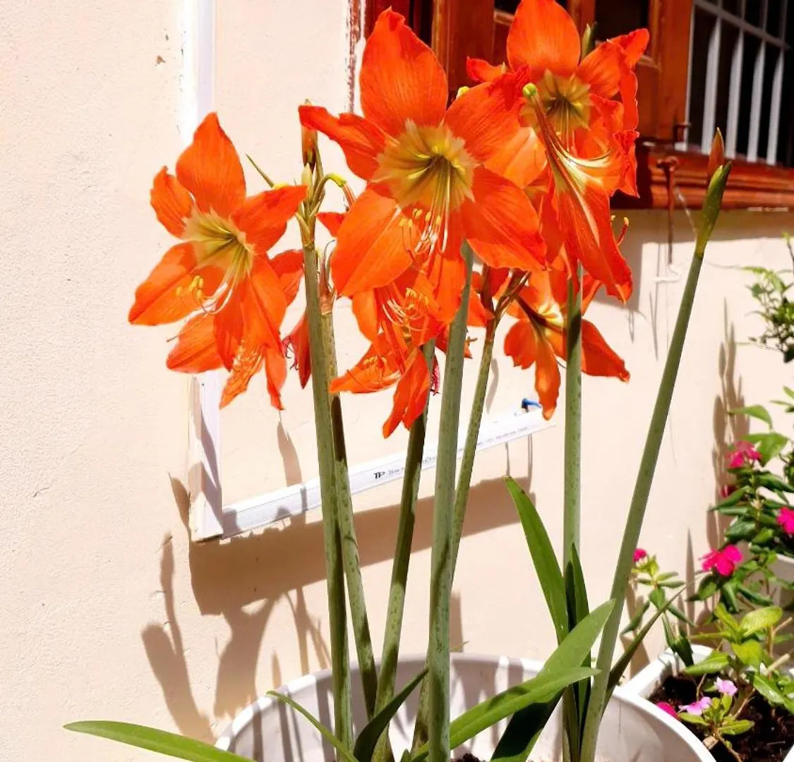 Apartment Seven Daddy Homestay Vung Tau