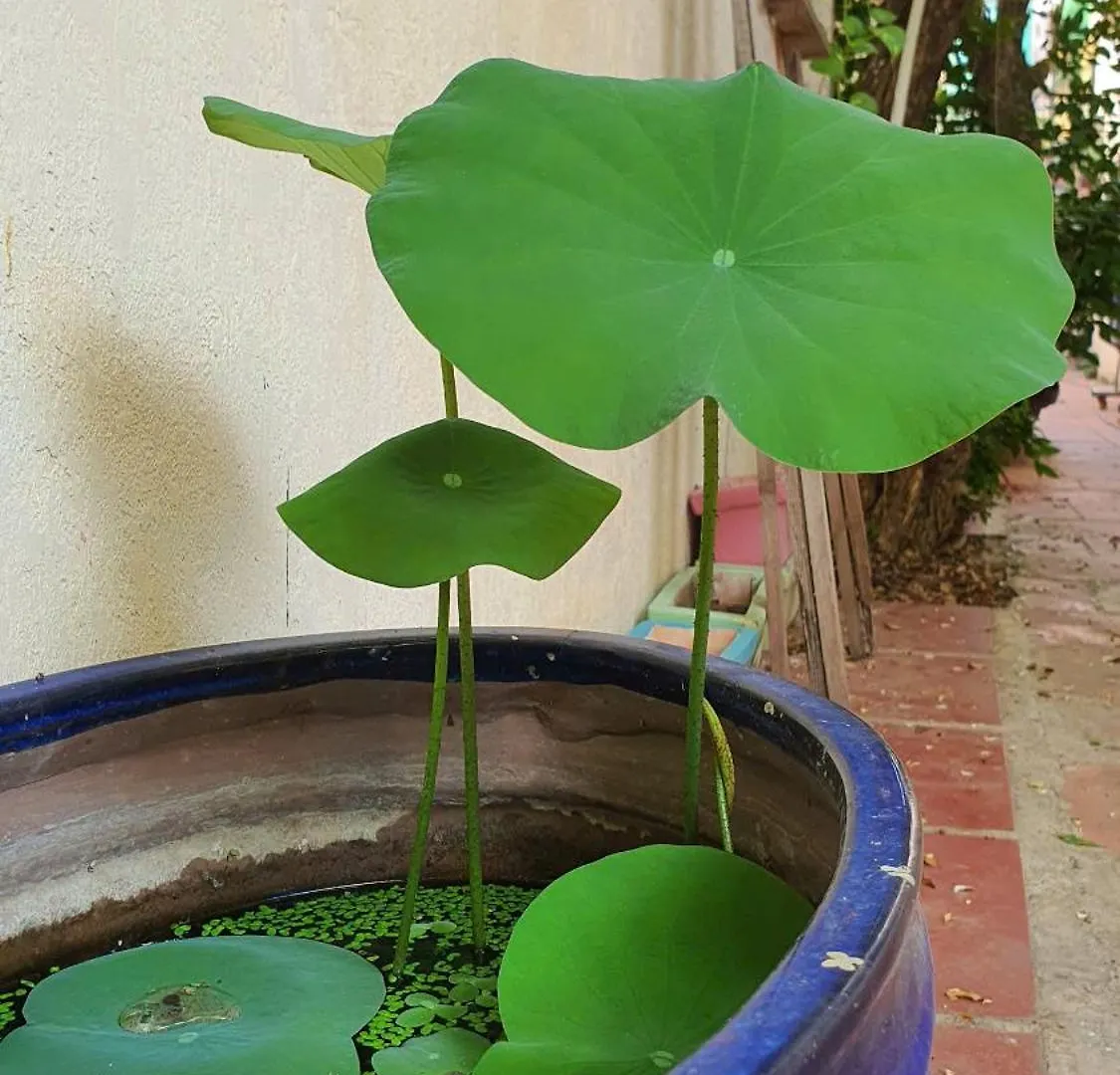 Seven Daddy Homestay Vung Tau